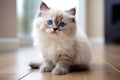 Siberian kitten with blue eyes sitting on the floor at home, Cute cat with blue eyes sitting on the floor and looking at camera,