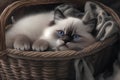 Siberian kitten with blue eyes in a wicker basket.