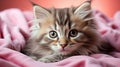 Siberian kitten, siberian breed, on pink background