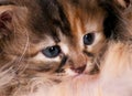 Siberian kitten Royalty Free Stock Photo