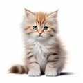 Siberian kitten isolated on white background