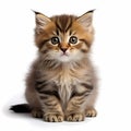 Siberian kitten sitting on a white background