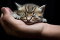 Siberian kitten sleeping in human hand on a black background, The kitten sleeps in my palm, AI Generated