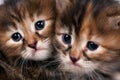 Siberian kittens Royalty Free Stock Photo