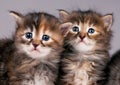 Siberian kittens Royalty Free Stock Photo