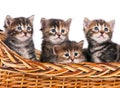 Siberian kittens Royalty Free Stock Photo