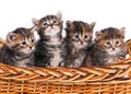 Siberian kittens Royalty Free Stock Photo