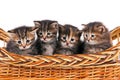 Siberian kittens Royalty Free Stock Photo