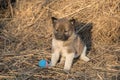 Siberian Laika puppy is sitting on the hay and next to him is a Royalty Free Stock Photo