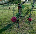 Siberian larch cones in spring