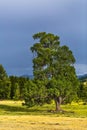 Siberian larch lat. Larix isbirica. mountain Altai Royalty Free Stock Photo