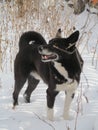 siberian Layka Royalty Free Stock Photo