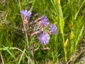 Siberian Lettuce or Lactuca Sibirica flowers macro, selective focus, shallow DOF