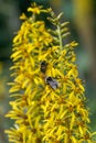 Siberian Ligularia sibirica, yellow flowers with bumble bees