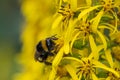 Siberian Ligularia sibirica, yellow flowers with a bumble bee