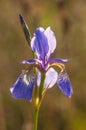 Siberian Lily with Back Light