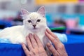 Siberian longhair cat with blue eyes. Kitten breed Neva Masquerade Royalty Free Stock Photo