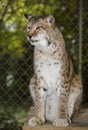 Siberian Lynx - Bear Creak Feline Center