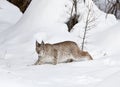 Siberian Lynx in Classic Stance Royalty Free Stock Photo