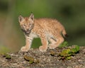 Siberian lynx kitten Royalty Free Stock Photo