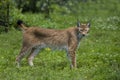 LYNX DE SIBERIE lynx lynx wrangeli