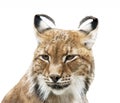 Siberian lynx portrait on a white