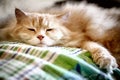 Pet. Cat. Afternoon nap for this lazy Siberian cat. Royalty Free Stock Photo