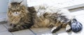 Siberian male cat lying ath the window Royalty Free Stock Photo