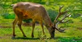 Siberian maral Royalty Free Stock Photo