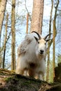 Siberian mountain goat