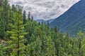 Siberian mountain taiga. Dense dark coniferous forest Royalty Free Stock Photo