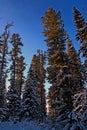 Siberian mountain taiga in winter in the Sayan mountains Royalty Free Stock Photo