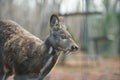 Siberian musk deer hoofed animal rare pair