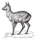 Siberian Musk Deer or Moschus moschiferus, vintage engraving