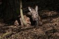 Siberian musk deer (Moschus moschiferus). Royalty Free Stock Photo