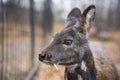 Siberian musk deer, a rare pair hoofed animal with fangs Royalty Free Stock Photo