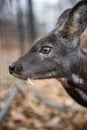 Siberian musk deer, a rare pair hoofed animal with fangs Royalty Free Stock Photo