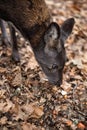 Siberian musk deer, a rare pair hoofed animal with fangs Royalty Free Stock Photo