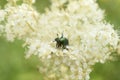 Siberian nature: meadowsweet and bathing green beetle bronzovka