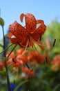 Siberian nature: red tiger lily, lanceolate lily Royalty Free Stock Photo