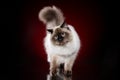 Neva Masquerade cat on dark-red background Royalty Free Stock Photo