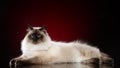 Neva Masquerade cat sits on dark-red background Royalty Free Stock Photo