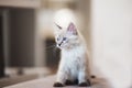 SIberian Neva Masquerade kitten with beautiful blue eyes sitting indoors. Closeup portrait of cute kitten with gray hair Royalty Free Stock Photo