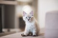 SIberian Neva Masquerade kitten with beautiful blue eyes sitting indoors. Closeup portrait of cute kitten with gray hair Royalty Free Stock Photo