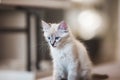 SIberian Neva Masquerade kitten with beautiful blue eyes sitting indoors. Closeup portrait of cute kitten with gray hair Royalty Free Stock Photo