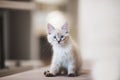 SIberian Neva Masquerade kitten with beautiful blue eyes sitting indoors. Closeup portrait of cute kitten with gray hair Royalty Free Stock Photo