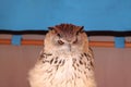 SIBERIAN OWL BUDO BUDO SIBIRIUS