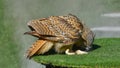 Siberian owl eats prey Royalty Free Stock Photo