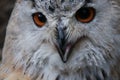 Siberian owl gaze in zoo