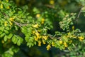 Siberian peashrub, Caragana arborescens yellow flowers selective focus Royalty Free Stock Photo